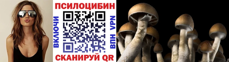 купить наркотики цена  Кашин  Псилоцибиновые грибы Psilocybe 